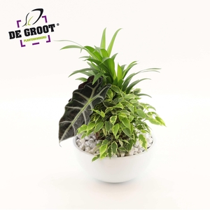 Arrangement Areca in schaal