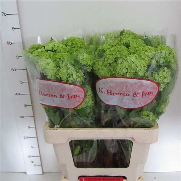<h4>Viburnum opulus 'Roseum'</h4>