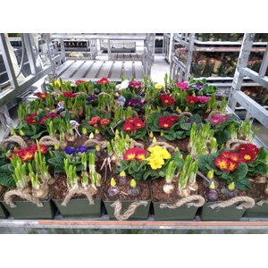 Arr.   Bol/Knolgewas L%