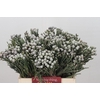 Kaaps Groen Silver Brunia