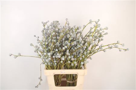 <h4>Euc Boule Per Bunch</h4>