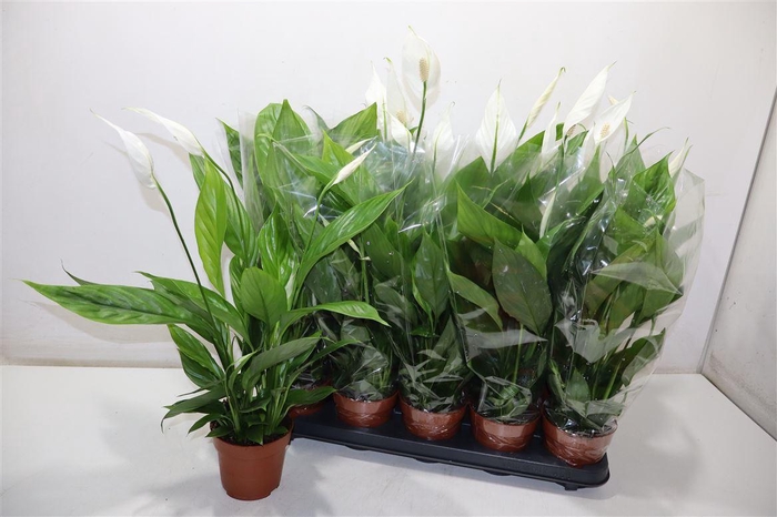 <h4>arr8 Spath Alana</h4>