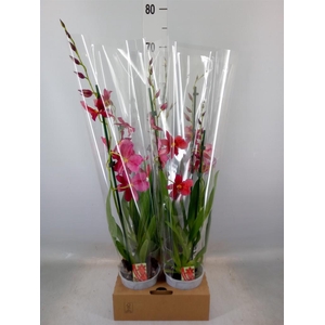 Burrageara  'Nelly Isler'