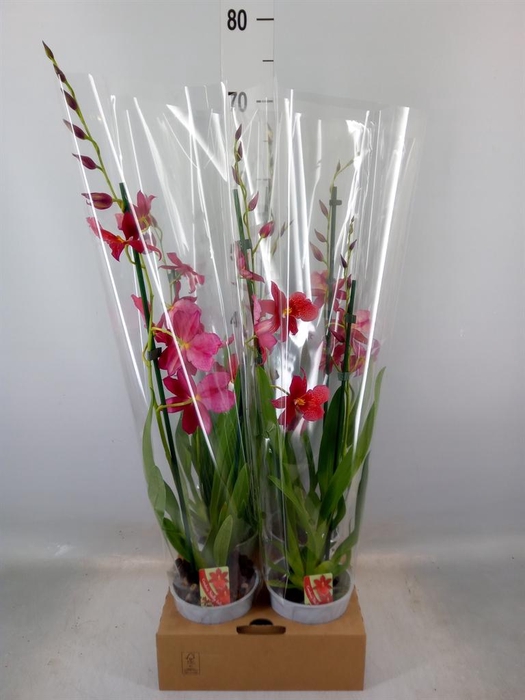 <h4>Burrageara  'Nelly Isler'</h4>