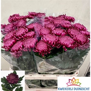 Chr G Bigoudi Purple