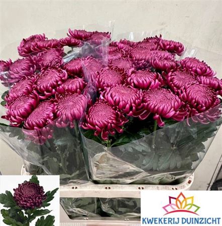 <h4>Chr G Bigoudi Purple</h4>