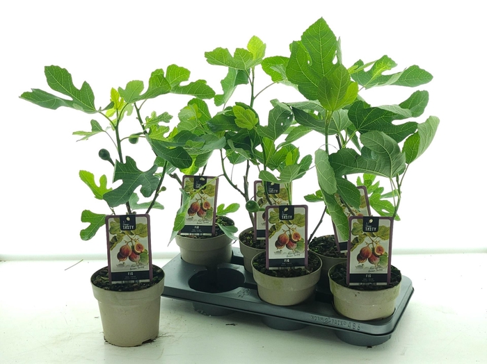 <h4>FICUS CAR BROWN TURK</h4>