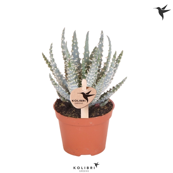 <h4>Kolibri Greens Succulenten Aloe Humilis</h4>