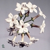 Stephanotis white