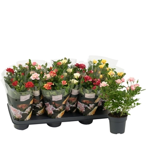 Nolina Roses Ø 10.5 cm Mix st. 2-3