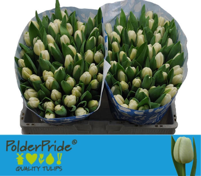 <h4>TU EN ANTARCTICA</h4>