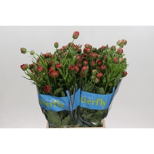 RANUNCULUS  'BUTTERFLY MUSA'