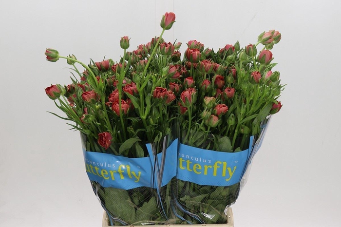 <h4>RANUNCULUS  'BUTTERFLY MUSA'</h4>