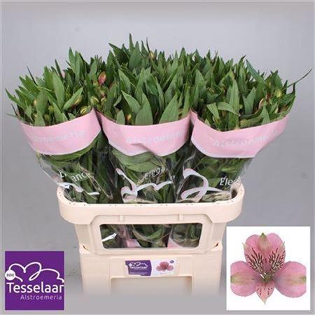 <h4>Alstroemeria  'Elegance'</h4>