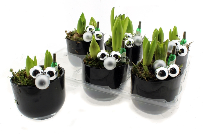 <h4>HYACIN ORIENTAL GEM</h4>