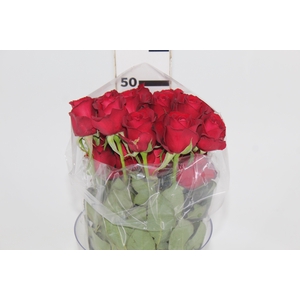 ROSA SAMOURAI 050 CM ESTUFA