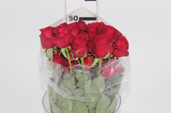 <h4>ROSA SAMOURAI 050 CM ESTUFA</h4>