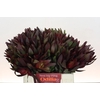 Leucadendron Saf Sunset Dark R.