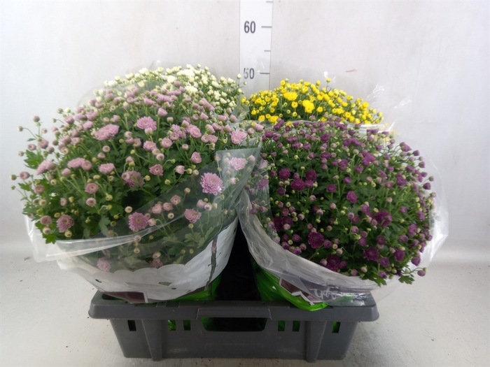 <h4>Chrysanthemum   ..GR mix</h4>