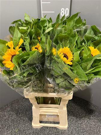 <h4>Helianthus Vincent's Choice</h4>