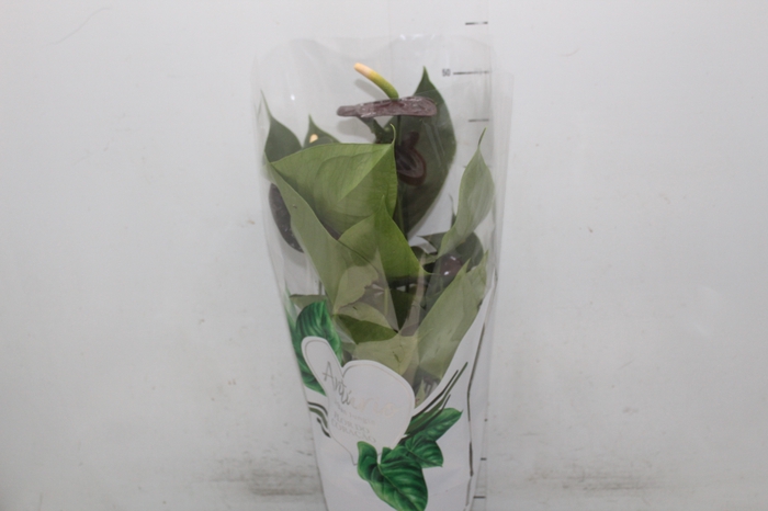 <h4>ANTHURIUM BLACK QUEEN P17</h4>