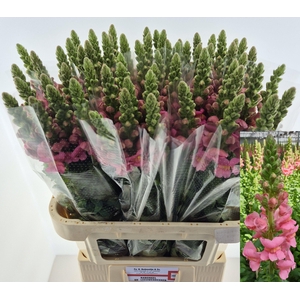 ANTIR ANTIBES ROSE