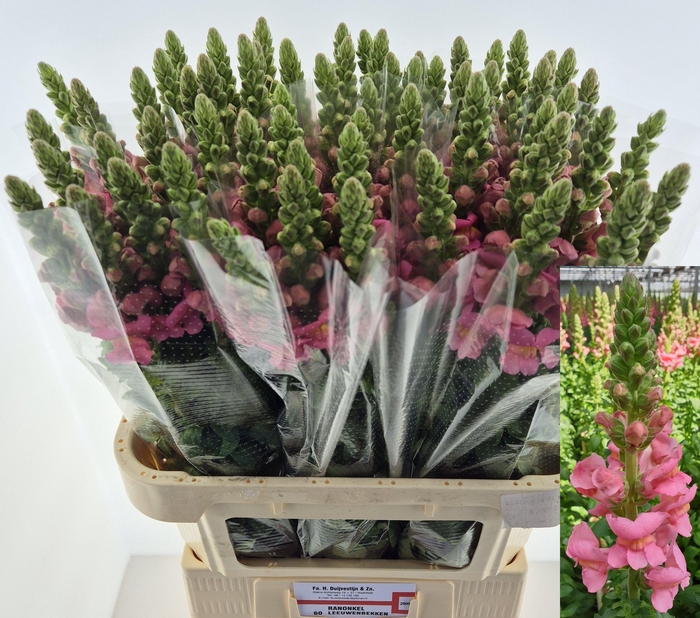 <h4>ANTIR ANTIBES ROSE</h4>