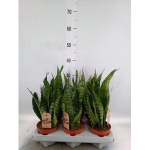 Sansevieria zeylanica