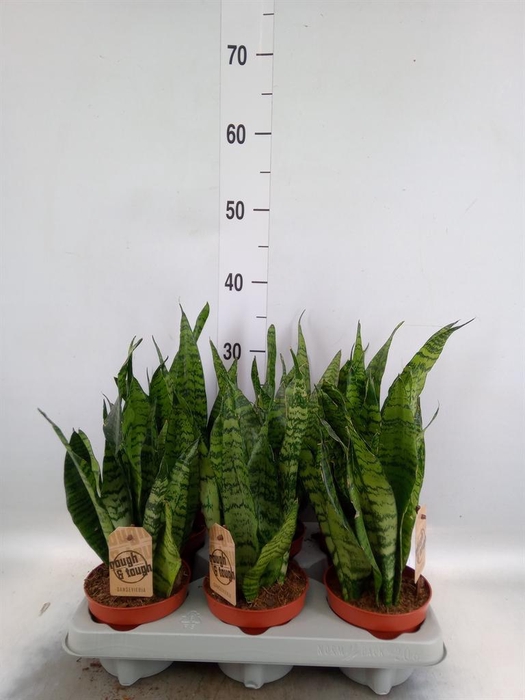 <h4>Sansevieria zeylanica</h4>
