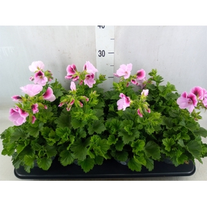 Pelargonium gran.   ...