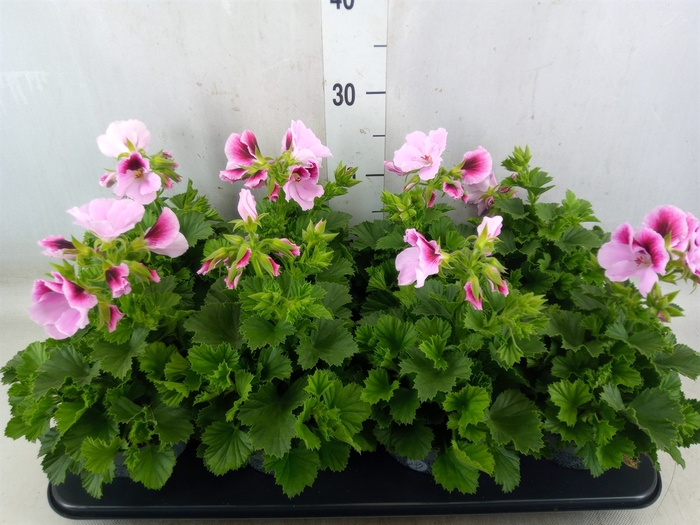 <h4>Pelargonium gran.   ...</h4>