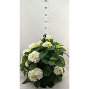 Hydrangea mac. 'Hi White Sun'