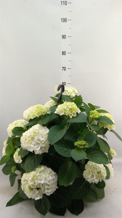 <h4>Hydrangea mac. 'Hi White Sun'</h4>