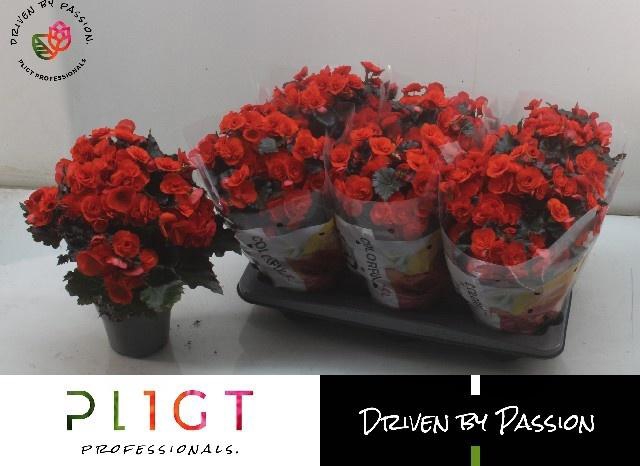 <h4>BEG DU MOCCA ORANGE</h4>