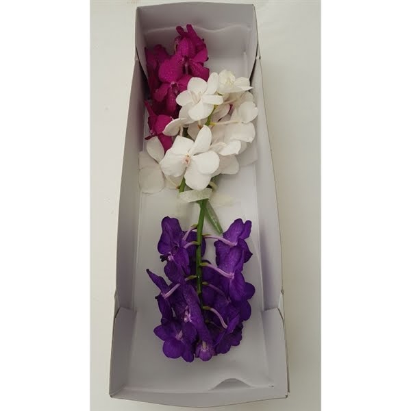 <h4>Vanda Trio Box X25</h4>