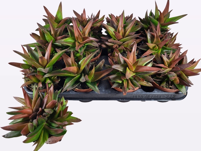 <h4>HAWO P WEST JOGOO</h4>