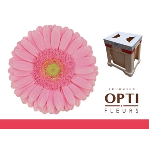 Gerbera Glossy Water