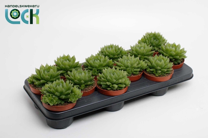 <h4>Haworthia Cooperii</h4>