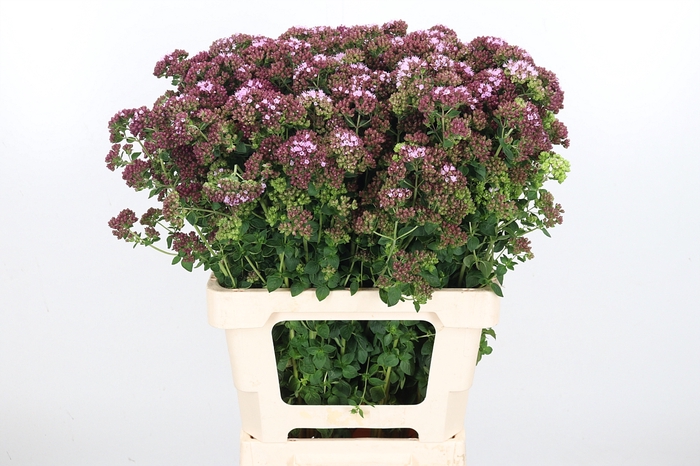 <h4>Origanum Charm Purple</h4>