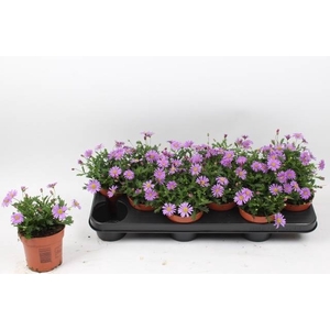 BRACH BRAS VIOLET
