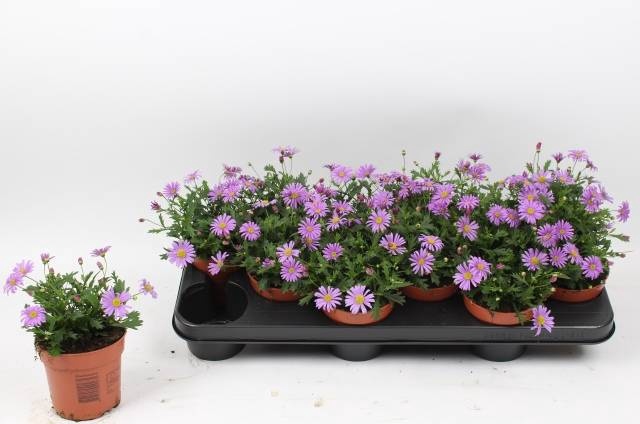 <h4>BRACH BRAS VIOLET</h4>