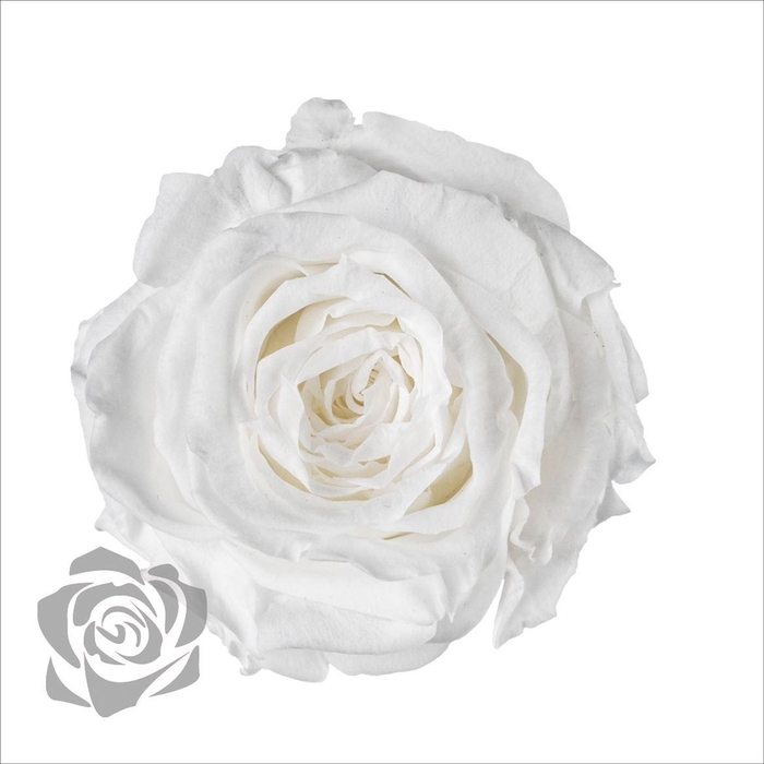 <h4>PRESERVED ROSA MINI WHI 01</h4>