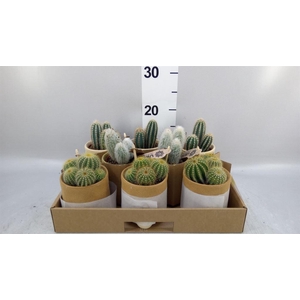 Cactus   ...mix