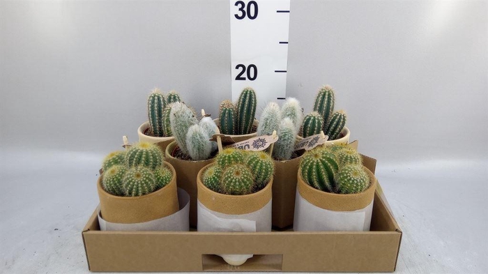 <h4>Cactus   ...mix</h4>