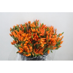 Pepers Paprika Oranje Pbs