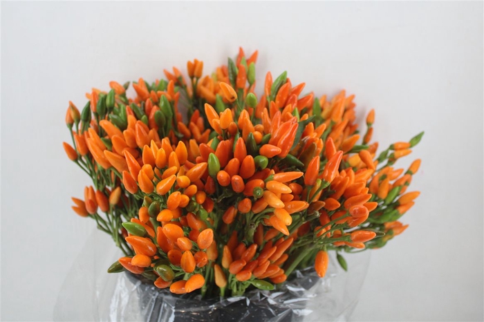 <h4>Pepers Paprika Oranje Pbs</h4>