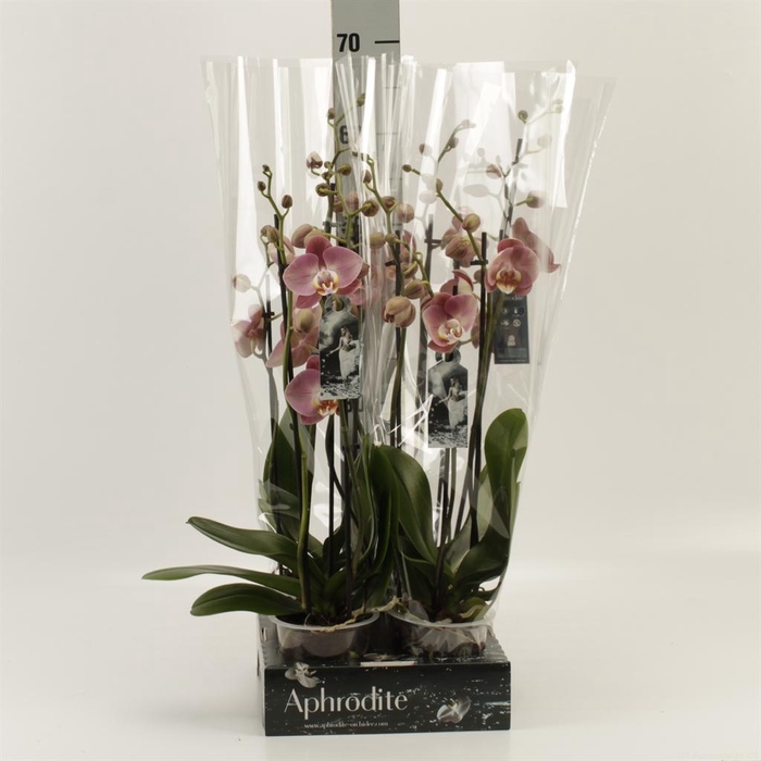 <h4>Phalaenopsis ...rose</h4>