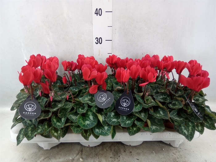 <h4>Cyclamen MD   ...patio</h4>