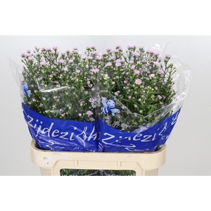 Aster Claudia