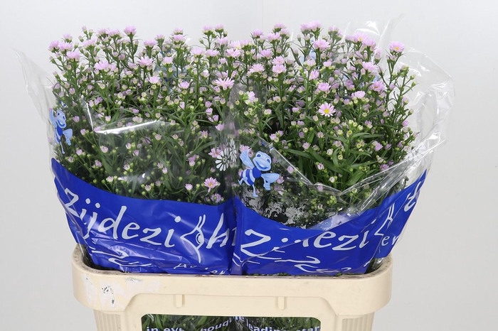 <h4>Aster Claudia</h4>